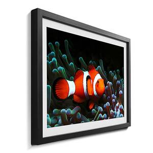 Quadro con cornice Nemo Abete / Vetro acrilico