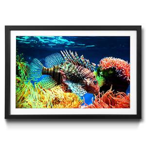 Ingelijste afbeelding Lovely Reef sparrenhout/acrylglas