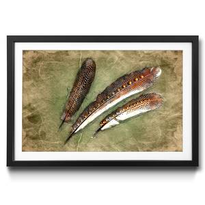Quadro con cornice Feather of Pheasant Abete / Vetro acrilico - Multicolore