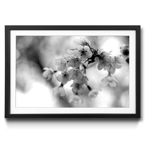 Quadro con cornice Cherry Blossoms Abete / Vetro acrilico - Nero / Bianco