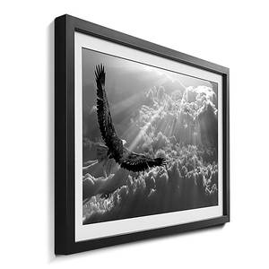 Ingelijste afbeelding Eagle in Flight sparrenhout/acrylglas - zwart/wit