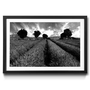 Gerahmtes Bild Lavender II Fichte / Acrylglas - Schwarz / Weiß