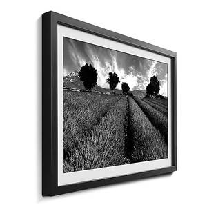 Gerahmtes Bild Lavender II Fichte / Acrylglas - Schwarz / Weiß