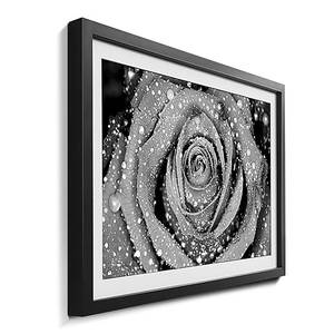 Quadro con cornice Morning Rose II Abete / Vetro acrilico - Nero / Bianco