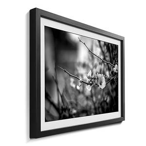 Quadro con cornice Blossoms Abete / Vetro acrilico - Nero / Bianco