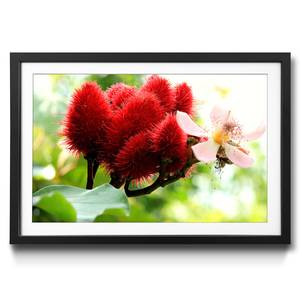 Ingelijste afbeelding Beauty Redbud sparrenhout/acrylglas