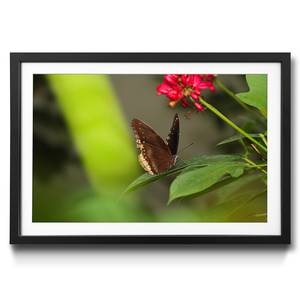 Ingelijste afbeelding Brown Butterfly sparrenhout/acrylglas