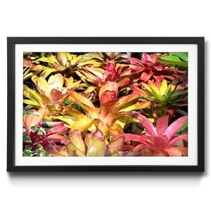 Quadro con cornice Powerful Plants Abete / Vetro acrilico