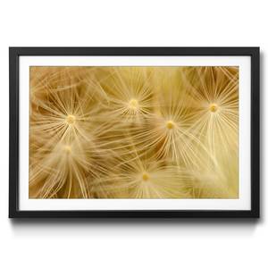 Quadro con cornice Dandelion Beige - Vetro - Carta - Legno massello - Legno parzialmente massello - 64 x 44 x 2.2 cm