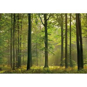 Fotobehang Autumn Forest I - 3,66cm x 2,54cm