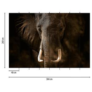 Fotomurale Elefante II Tessuto non tessuto - Nero / Grigio - 3,84cm x 2,6cm