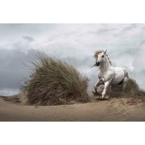 Fotomurale Cavallo e spiaggia Tessuto non tessuto - Bianco / Grigio / Verde - 3,84cm x 2,6cm