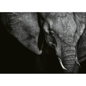 Fotobehang Olifant vlies - zwart / grijs - 3,84cm x 2,6cm