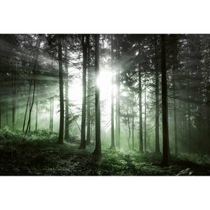 Papier peint Forêt au soleil couchant Intissé - 3,84 x 2,6 cm