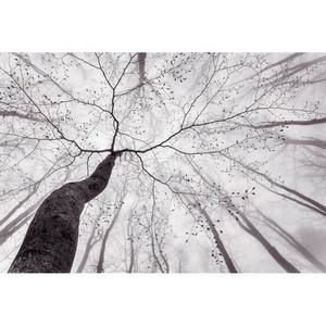 Papier peint Inside the Trees Intissé - Noir / Blanc - 3,84 x 2,6 cm