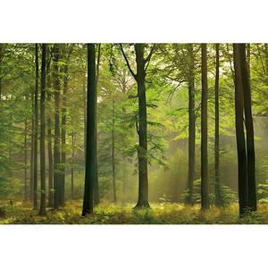 Fotobehang Autumn Forest II vlies - 3,84cm x 2,6cm