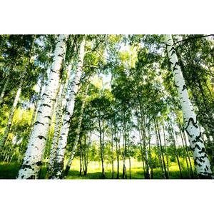 Fototapete Sunshine Forest Birken Vlies - Grün / Weiß