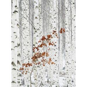 Fotomurale Alberi bianchi Tessuto non tessuto - Grigio / Rosso / Bianco - 1,92cm x 2,6cm