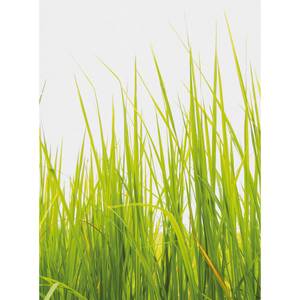 Papier peint High Grass Intissé - Vert / Blanc - 1,92 x 2,6 cm - Largeur : 192 cm