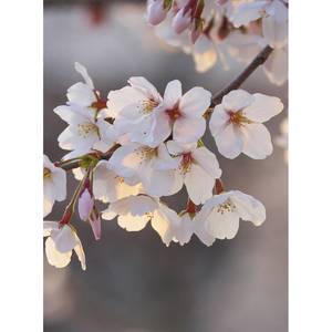 Fotomurale Cherry Blossoms Tessuto non tessuto - Rosa / Bianco / Grigio - 1,92cm x 2,6cm