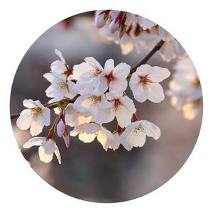Fototapete Kirschblüte Baum Vlies - Rosa / Weiß / Braun