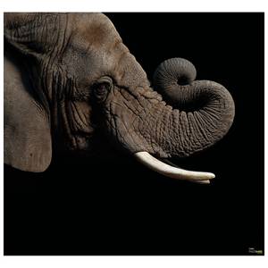 Fotomurale African Elephant Tessuto non tessuto - Nero / Marrone