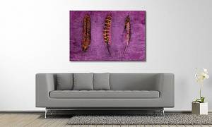 Quadro Feathers and Purple Abete massello / Tessuto misto - 80 x 120 cm