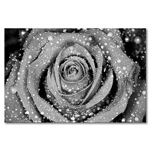 Leinwandbild Morning Rose Fichte Massiv / Mischgewebe - 80 x 120 cm - Schwarz / Weiß