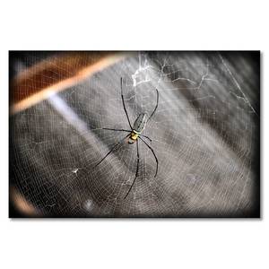 Quadro Beautiful Spider Abete massello / Tessuto misto - 80 x 120 cm
