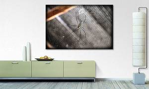 Quadro Beautiful Spider Abete massello / Tessuto misto - 80 x 120 cm