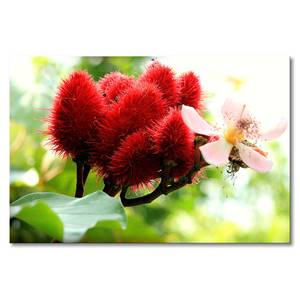 Leinwandbild Beauty Red Bud Fichte Massiv / Mischgewebe - 80 x 120 cm