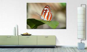 Quadro Moringa´s Orange Butterfly Abete massello / Tessuto misto - 80 x 120 cm