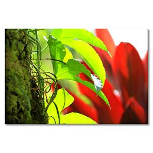 Quadro Green Red Nature Abete massello / Tessuto misto - 80 x 120 cm