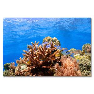 Impression sur toile Coral Reef Épicéa massif / Tissu mélangé - 80 x 120 cm