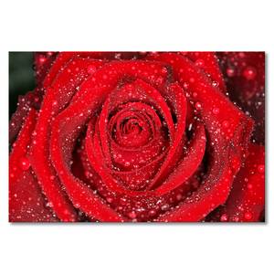 Leinwandbild Morning Rose Fichte Massiv / Mischgewebe - 80 x 120 cm - Rot