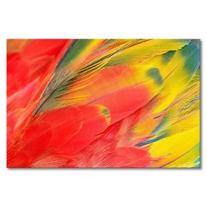 Impression sur toile Parrot Feathers Épicéa massif / Tissu mélangé - 80 x 120 cm