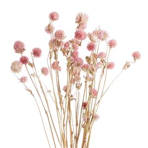 Trockenblumen Kugelamarant FLOWER MARKET Pflanzenblatt - Pink