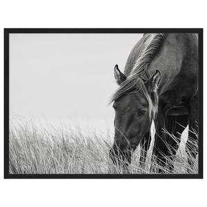 Bild Sable Horse Buche Massiv / Acrylglas - Schwarz - 32 x 42 cm