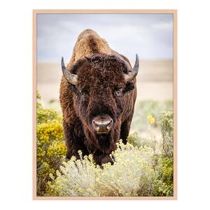 Quadro North American Bison Faggio massello / Vetro acrilico - Naturale