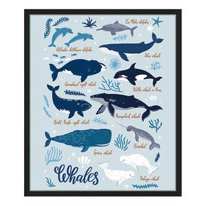 Quadro All Kind Of Whales Faggio massello / Vetro acrilico - Nero - 53 x 63 cm