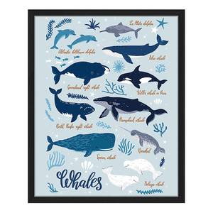 Tableau déco All Kind Of Whales Hêtre massif / Plexiglas - Noir - 43 x 53 cm