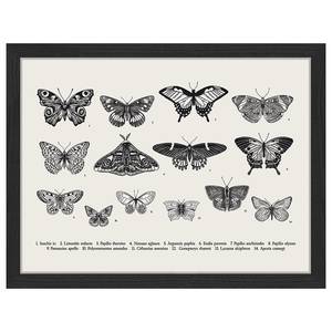 Tableau déco Butterfly Collection Hêtre massif / Plexiglas - Noir - 33 x 43 cm