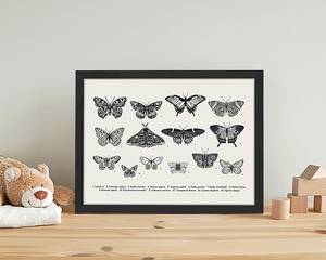 Quadro Butterfly Collection Faggio massello / Vetro acrilico - Nero - 33 x 43 cm