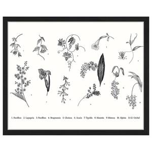 Tableau déco Exotic Plants Hêtre massif / Plexiglas - Noir - 43 x 53 cm