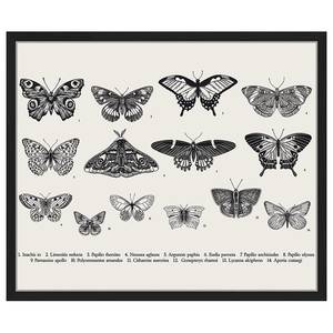 Bild Butterfly Collection Buche Massiv / Acrylglas - Schwarz - 53 x 63 cm