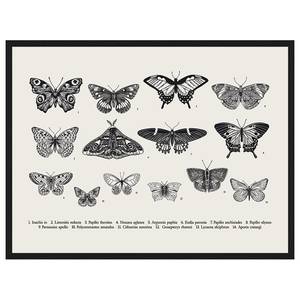 Bild Butterfly Collection Buche Massiv / Acrylglas - Schwarz - 63 x 83 cm