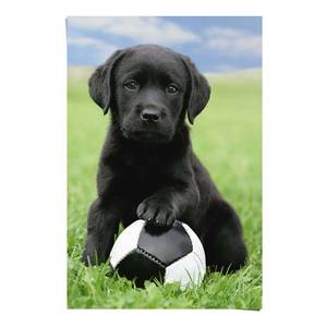 Poster Labrador Football Papier - Mehrfarbig - 61 x 91,5 cm