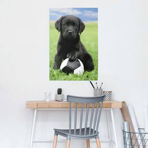 Poster Labrador Football Papier - Mehrfarbig - 61 x 91,5 cm