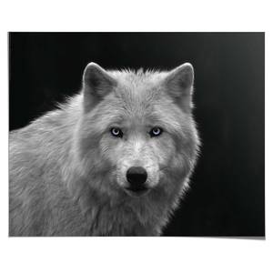 Poster Witte Wolf Black and White papier - zwart/wit - 40 x 50 cm