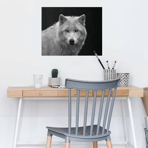 Poster Weißer Wolf Black and White Papier - Schwarz / Weiß - 40 x 50 cm